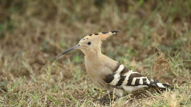 Eurasian Hoopoe - ML608668178