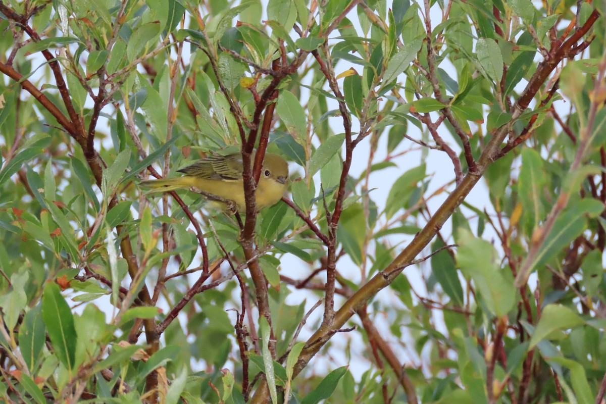 Yellow Warbler - Baxter Naday