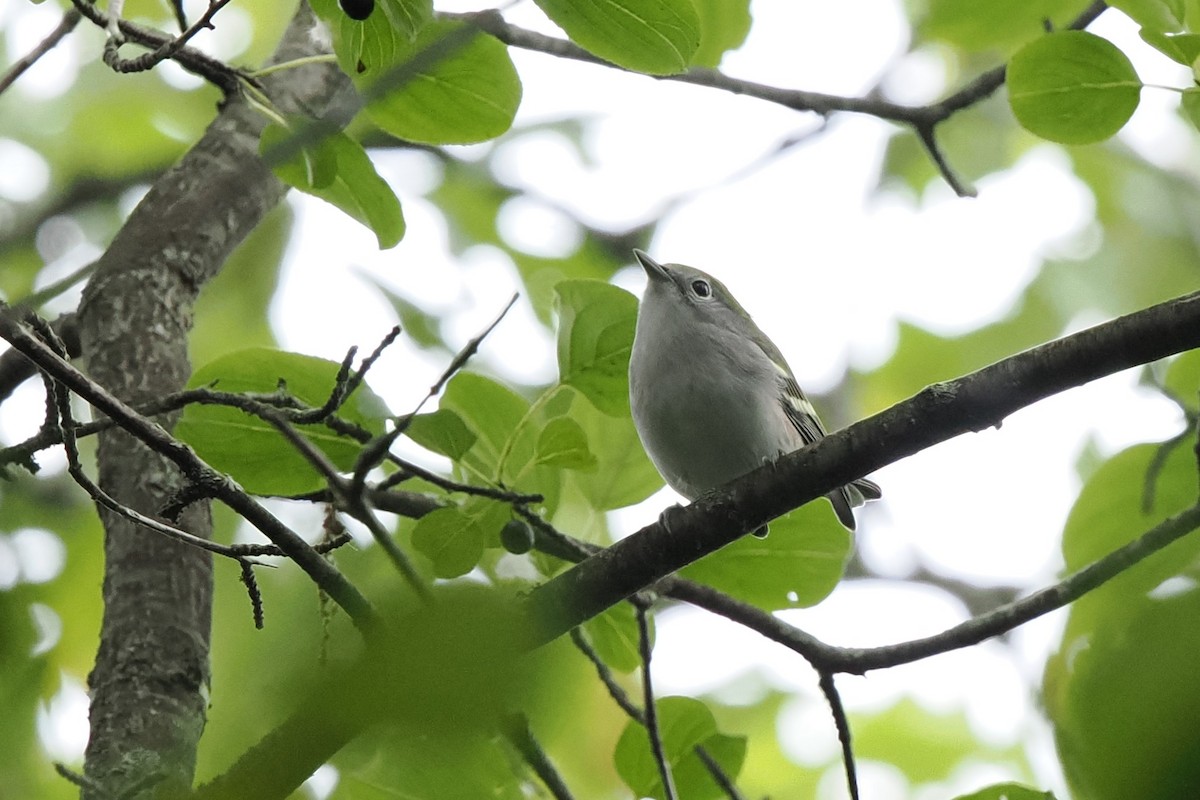 Chestnut-sided Warbler - Chris Allen