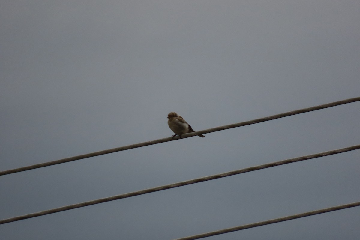 Northern Shrike - ML608668324