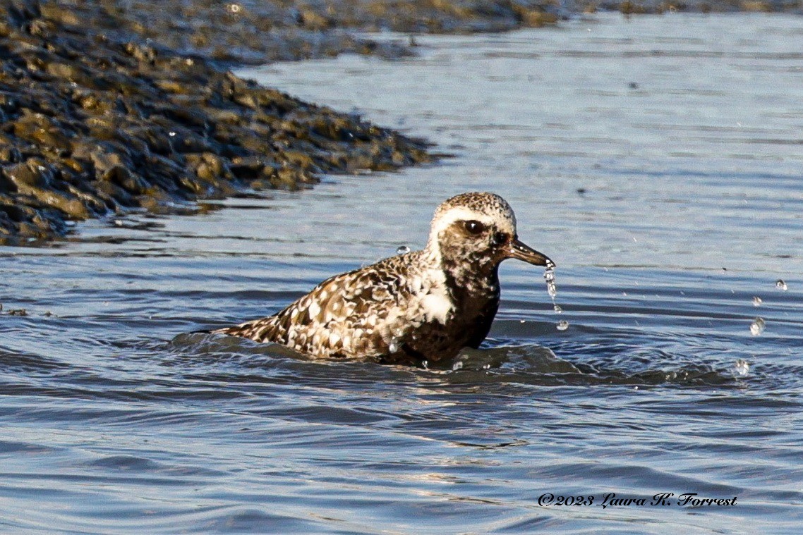 Black-bellied Plover - ML608668451