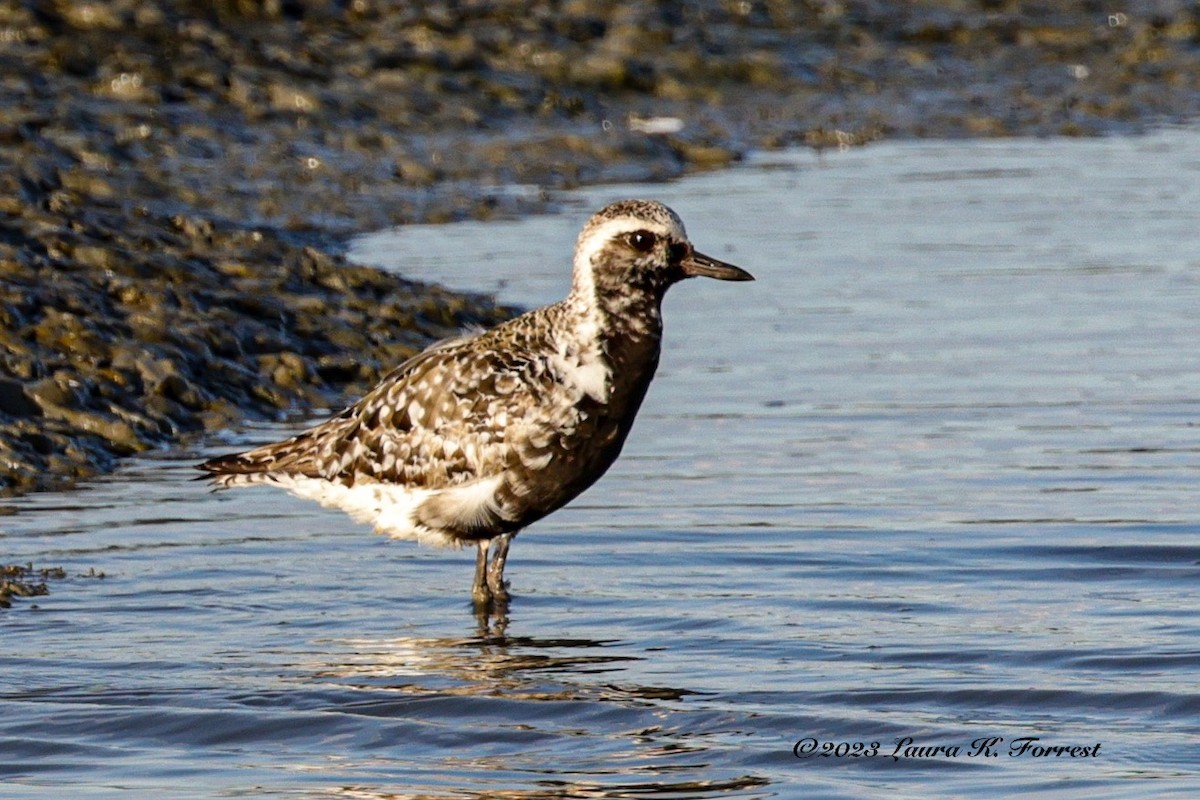 Black-bellied Plover - ML608668452