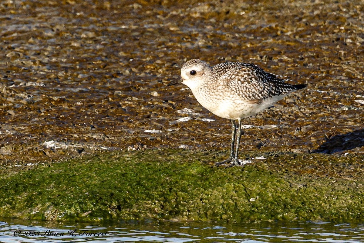 Black-bellied Plover - ML608668453