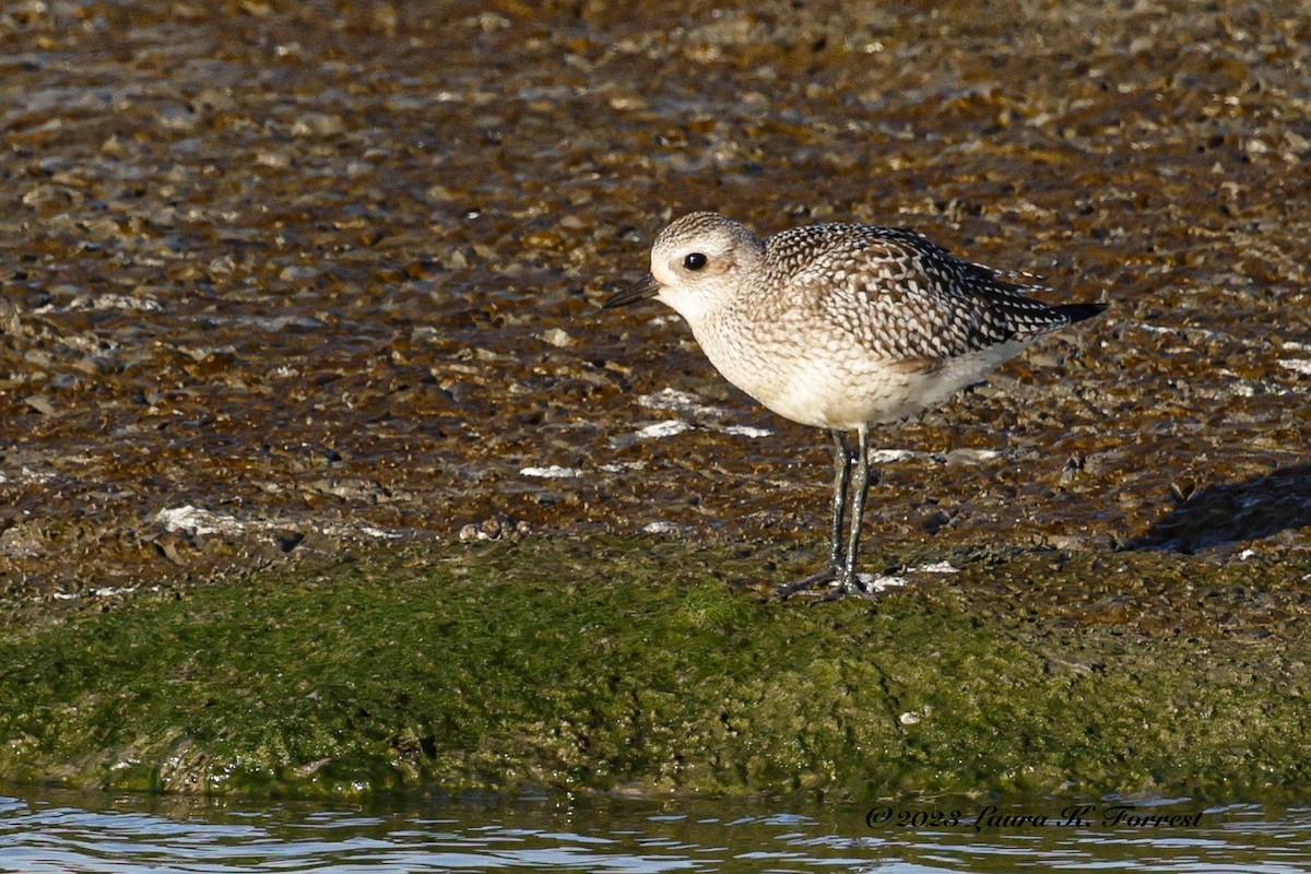 Black-bellied Plover - ML608668454