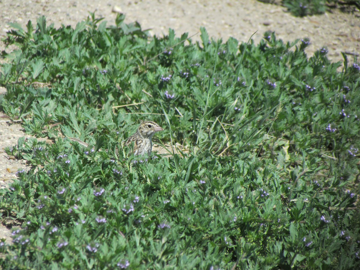 Baird's Sparrow - ML608668532