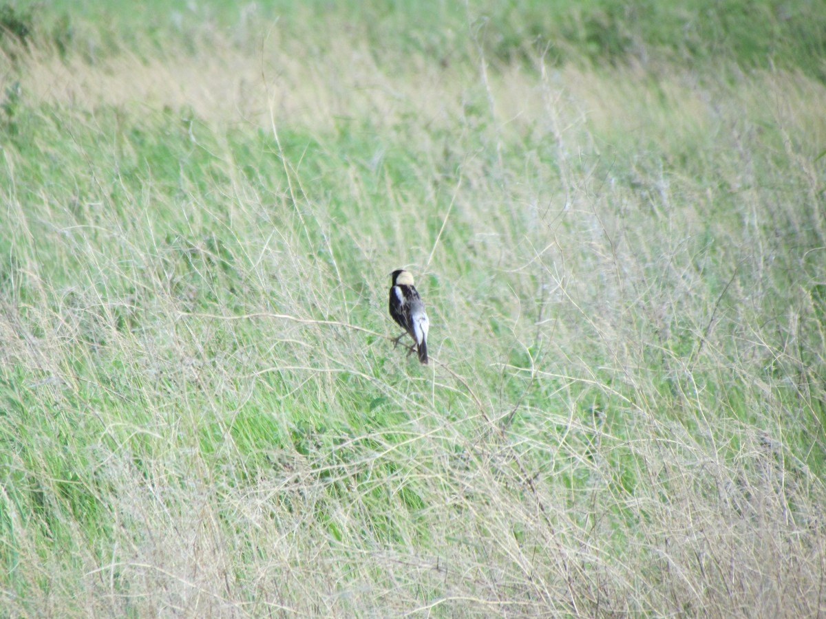 Bobolink - ML608668582