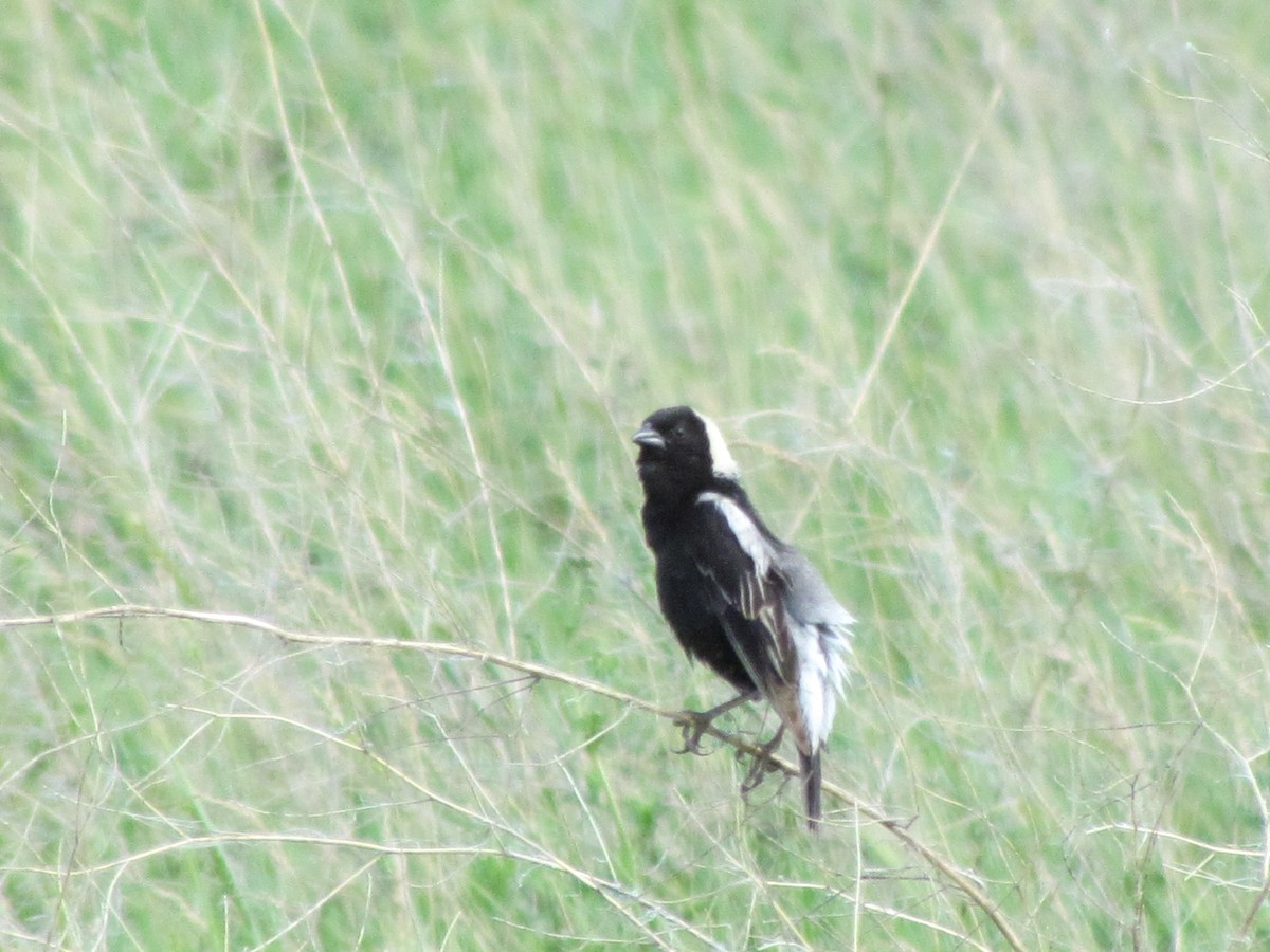 Bobolink - ML608668583