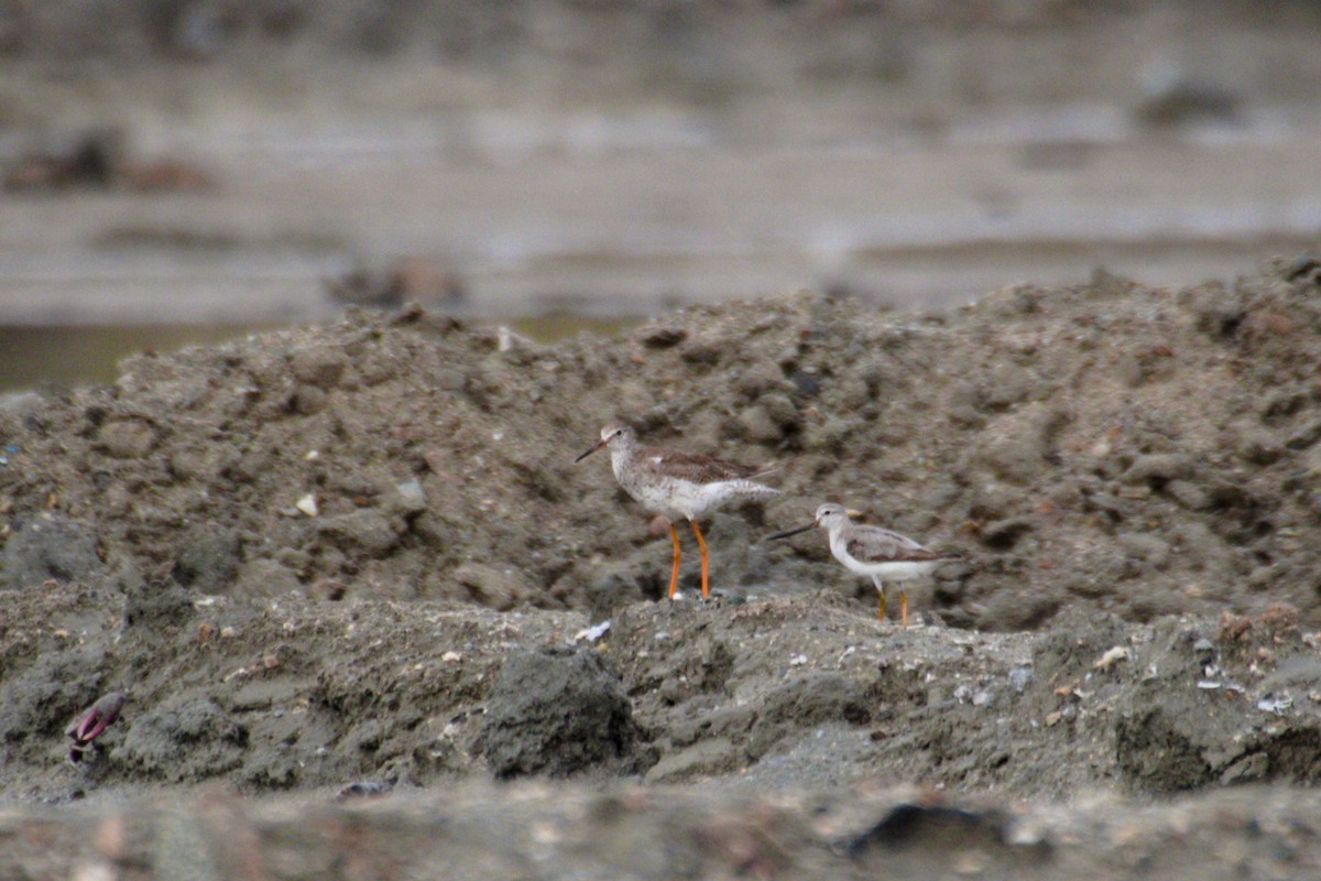 Terek Sandpiper - ML608668603