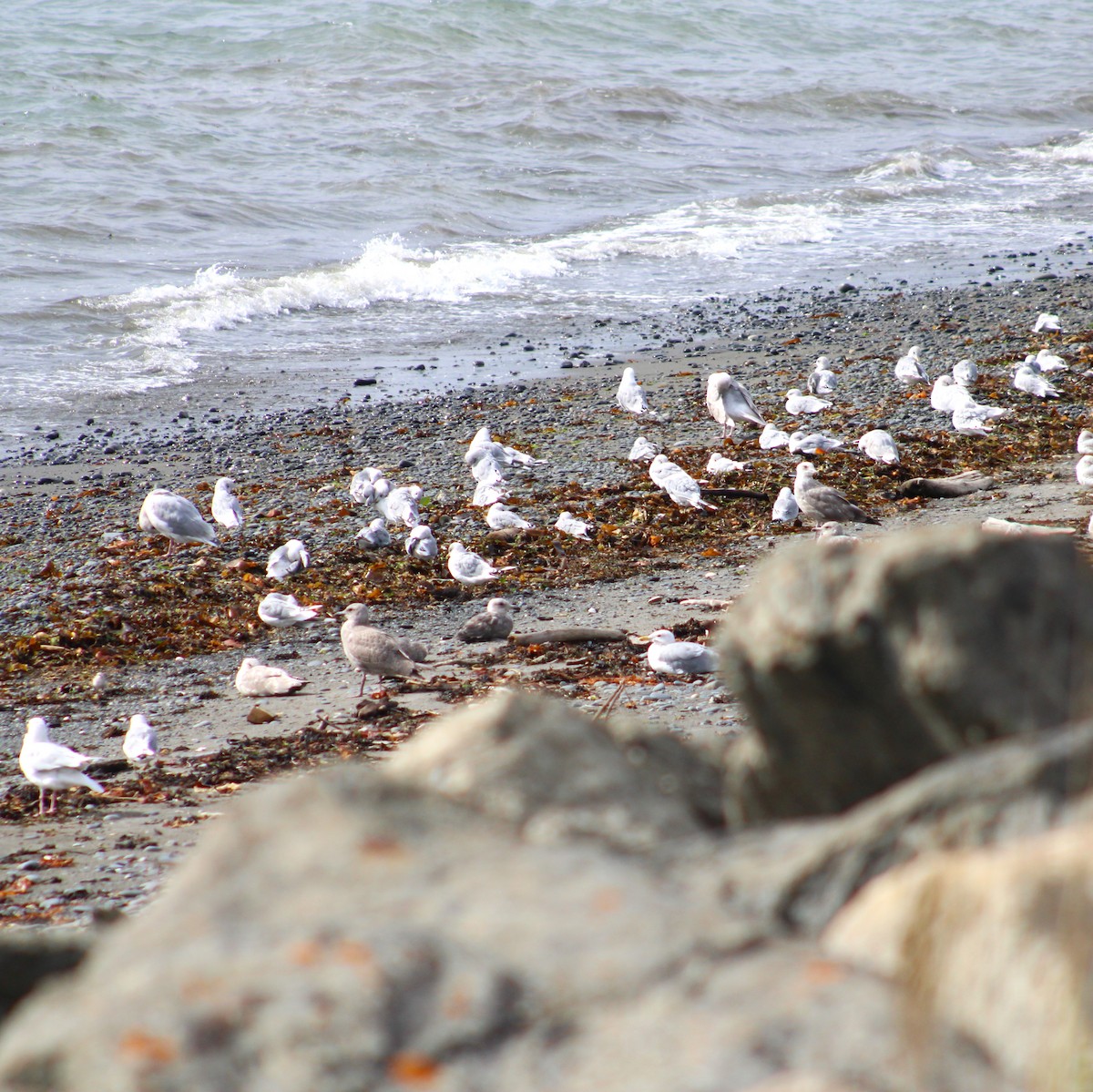 Gaviota Argéntea/Groenlandesa - ML608668605