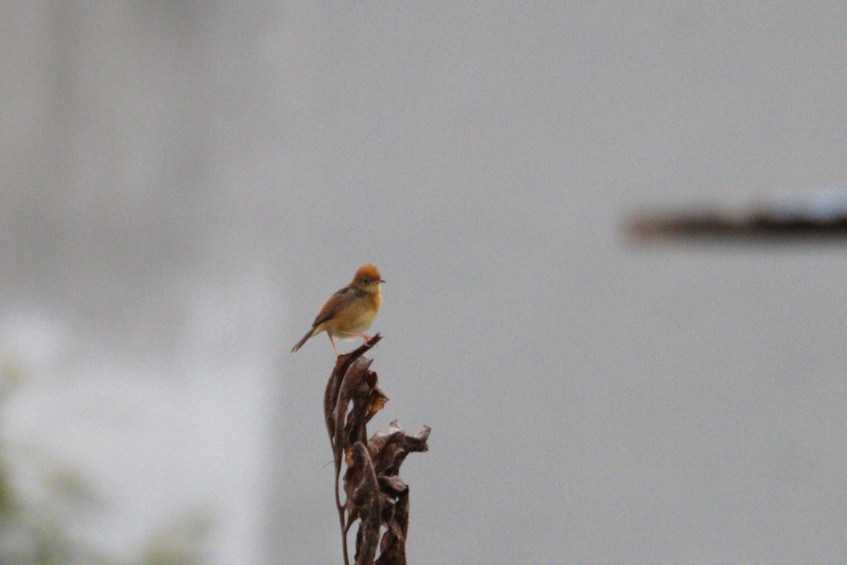 Golden-headed Cisticola - ML608668626