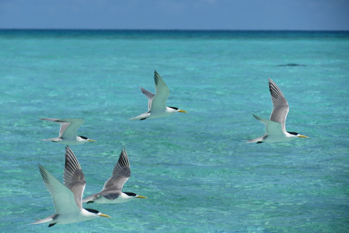 Great Crested Tern - ML608668642