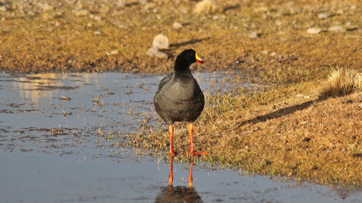 Riesenblässhuhn - ML608668666