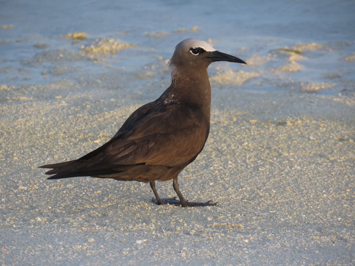 Brown Noddy - ML608668705
