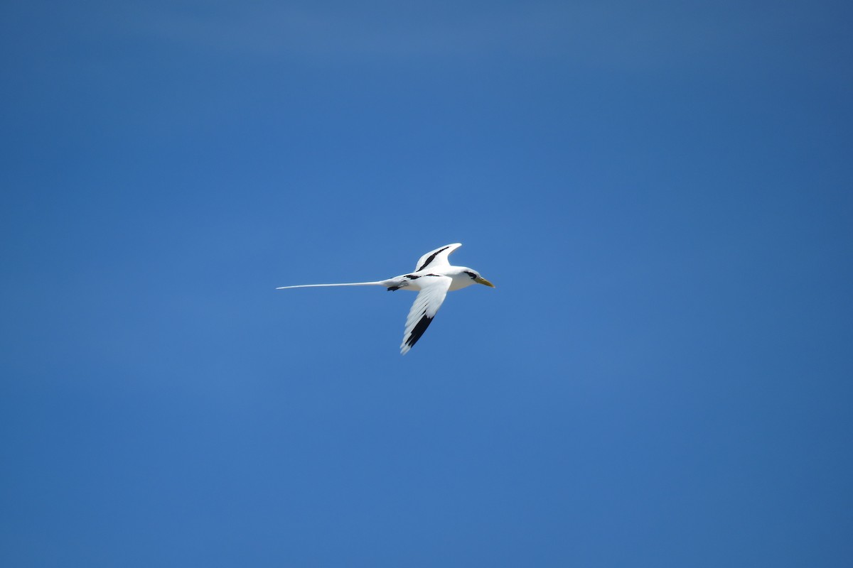 White-tailed Tropicbird - ML608668730