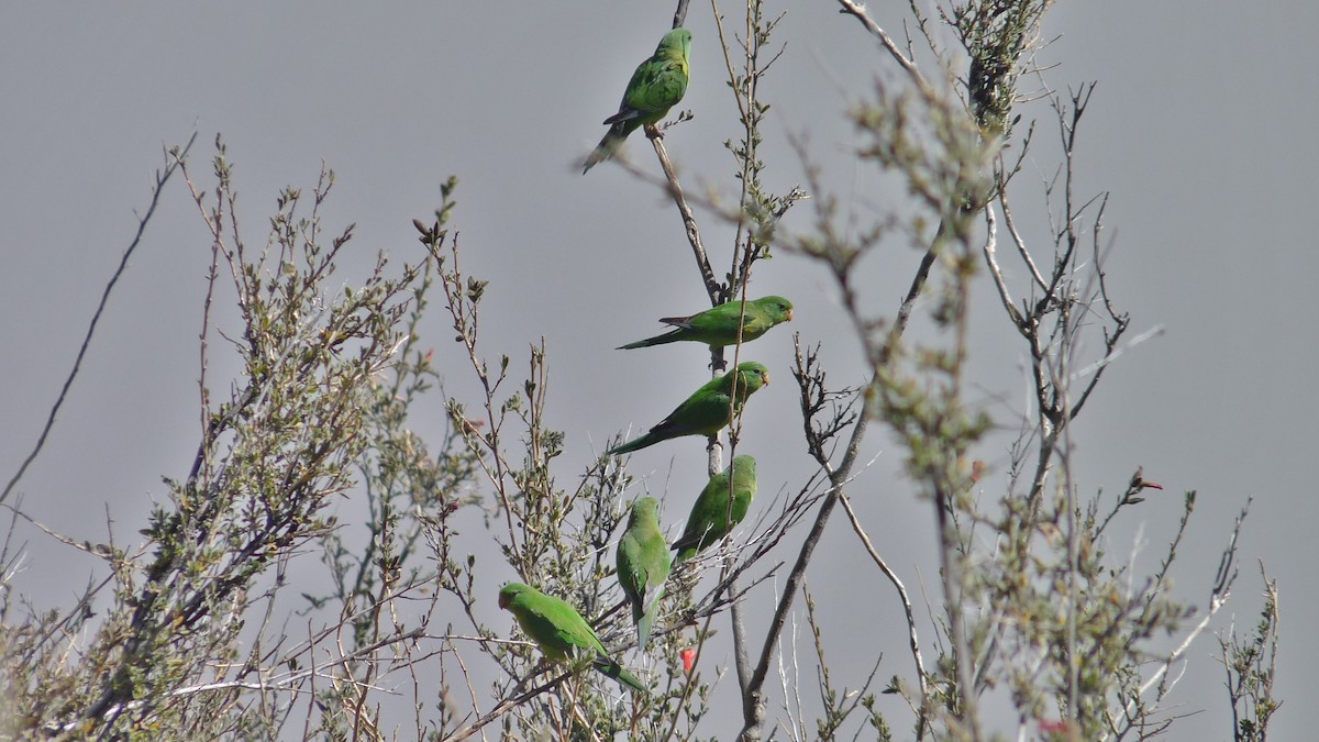 Mountain Parakeet - ML608668742