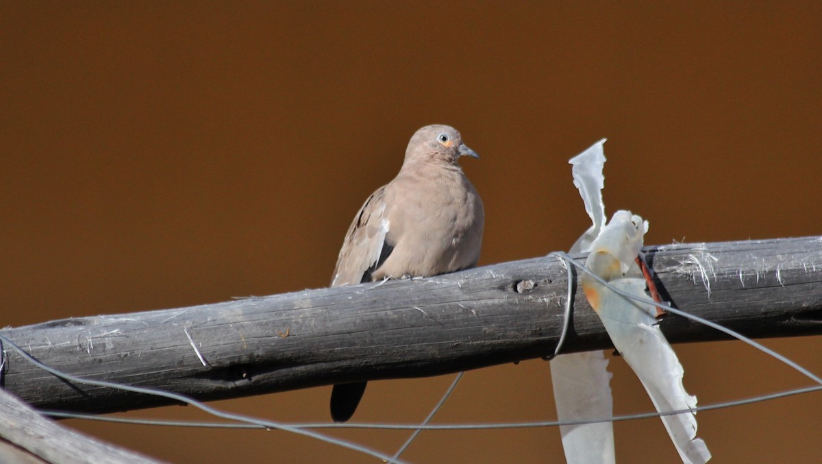 Black-winged Ground Dove - ML608668745