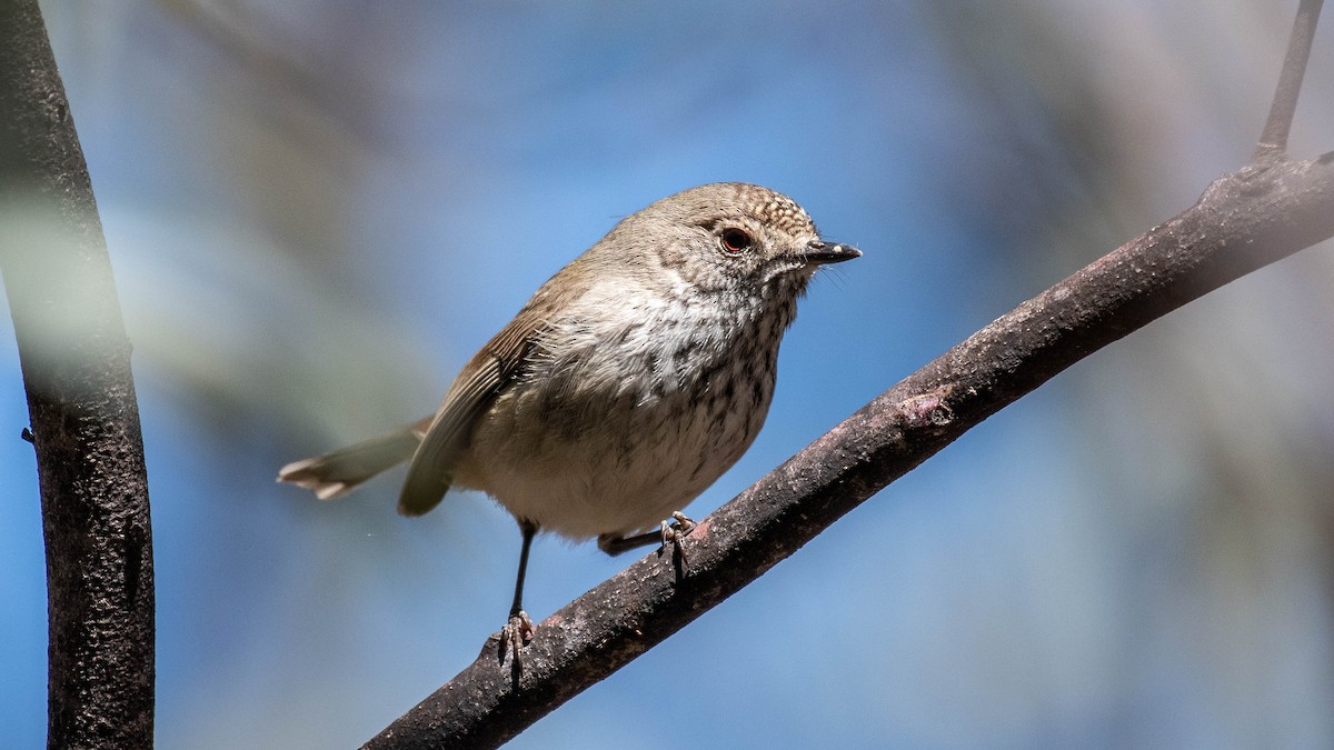 Inland Thornbill - ML608668800