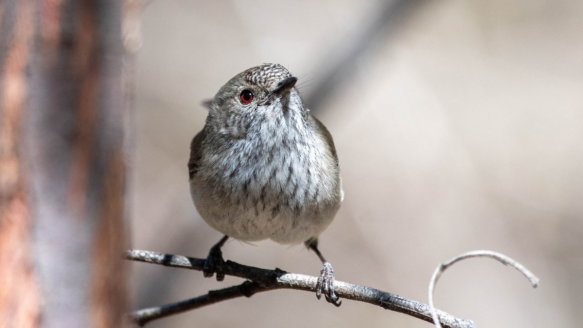 Inland Thornbill - ML608668803