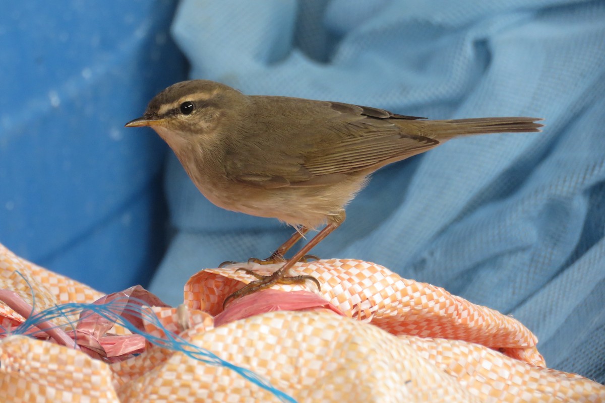 Бүхт дууч шувуу - ML608668874