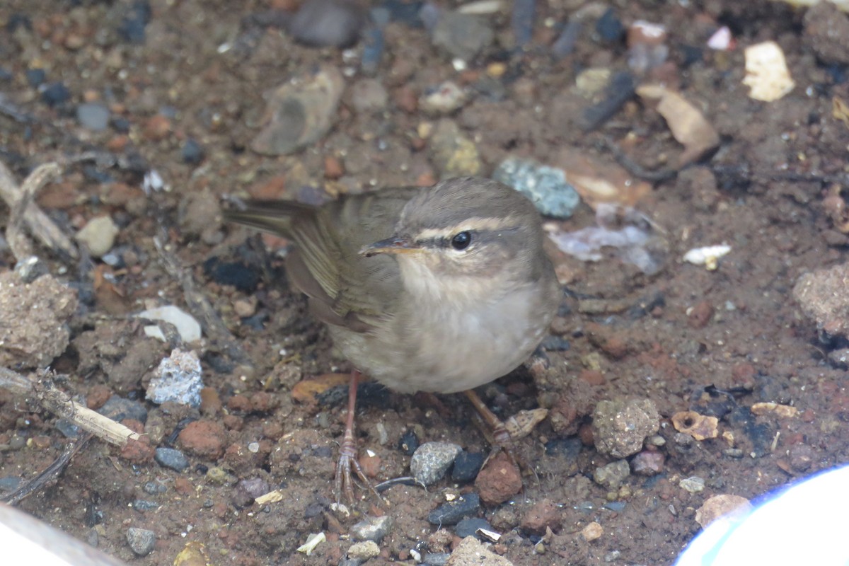 Бүхт дууч шувуу - ML608668875