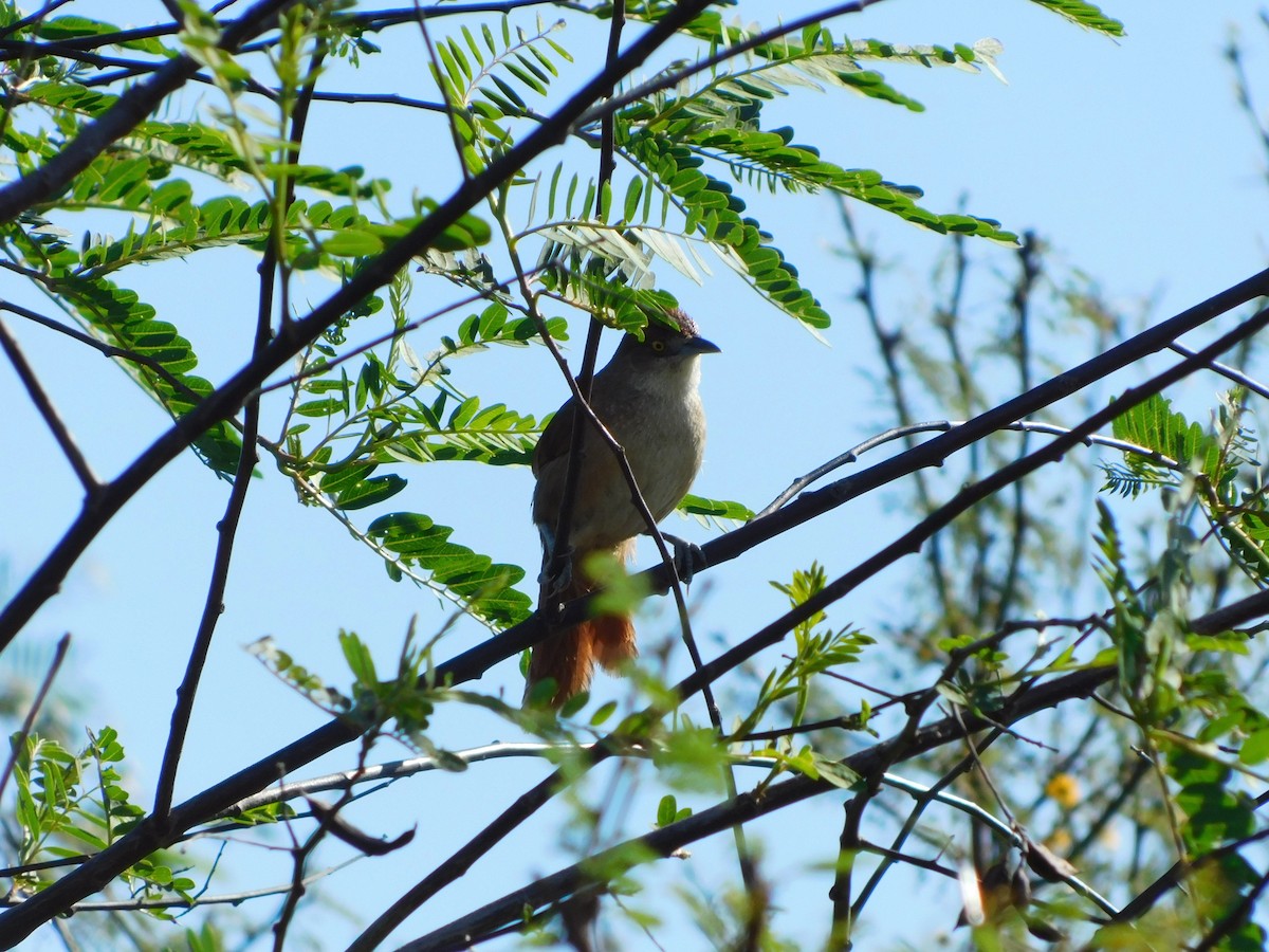 Greater Thornbird - ML608668910