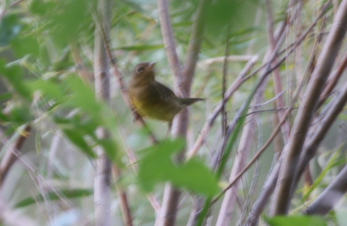 Connecticut Warbler - Nick Vinciguerra