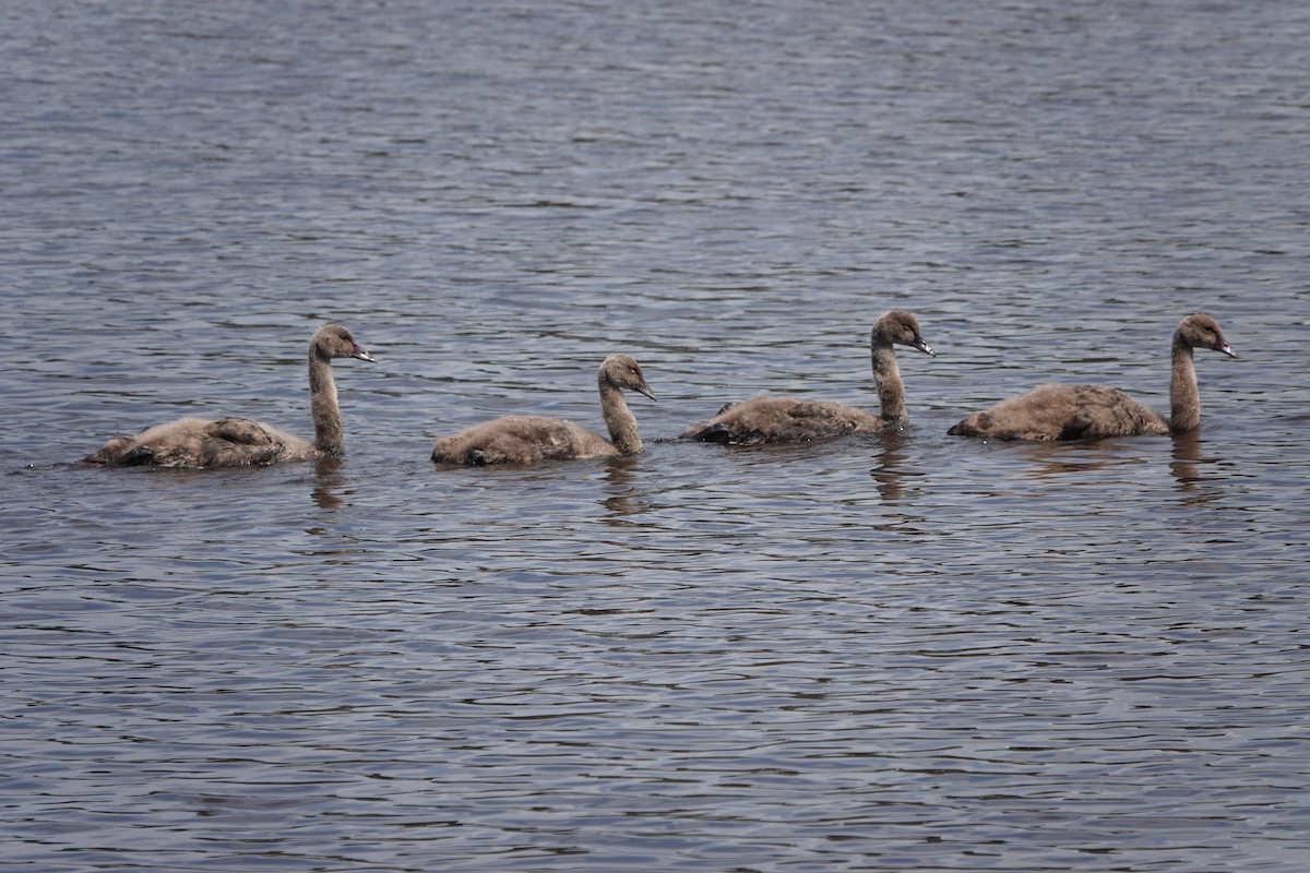 Black Swan - ML608669011