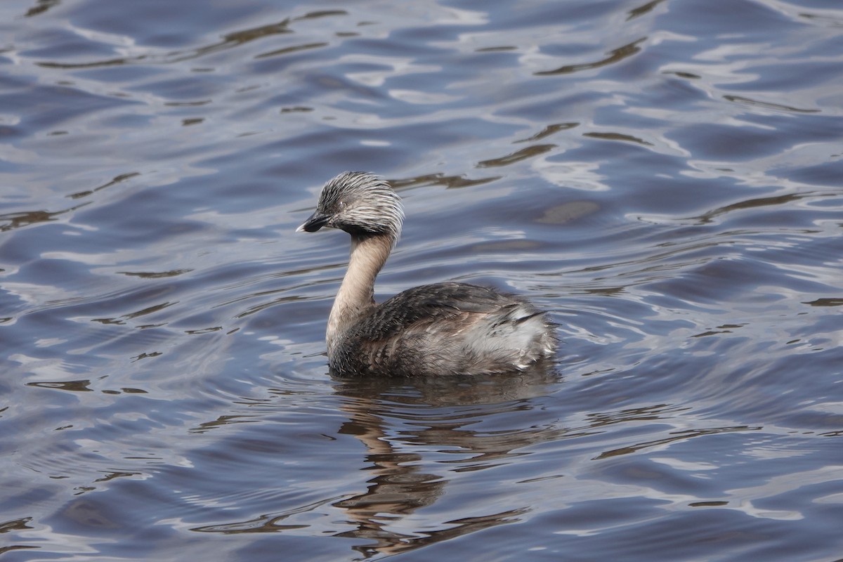 Hoary-headed Grebe - ML608669015