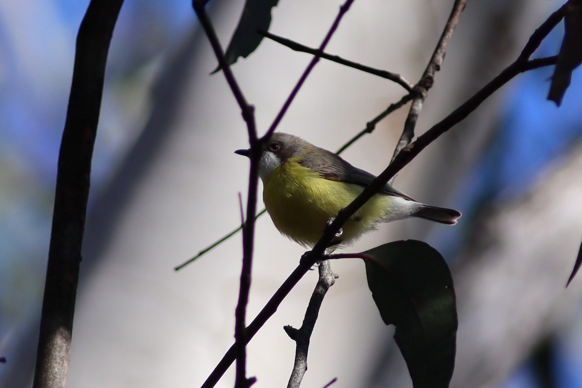 White-throated Gerygone - ML608669019