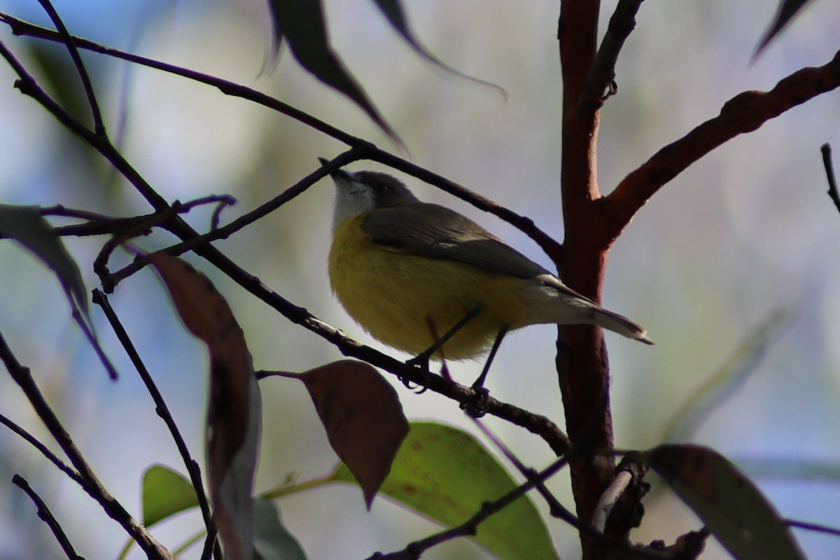 White-throated Gerygone - ML608669021