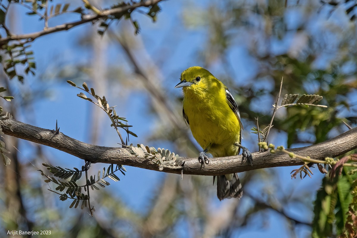 White-tailed Iora - Arijit Banerjee