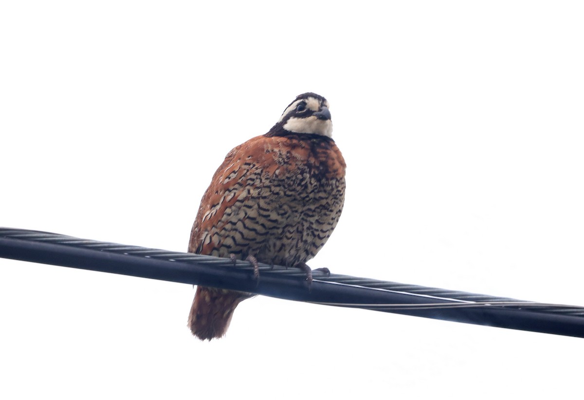 Northern Bobwhite - Sarah Morris