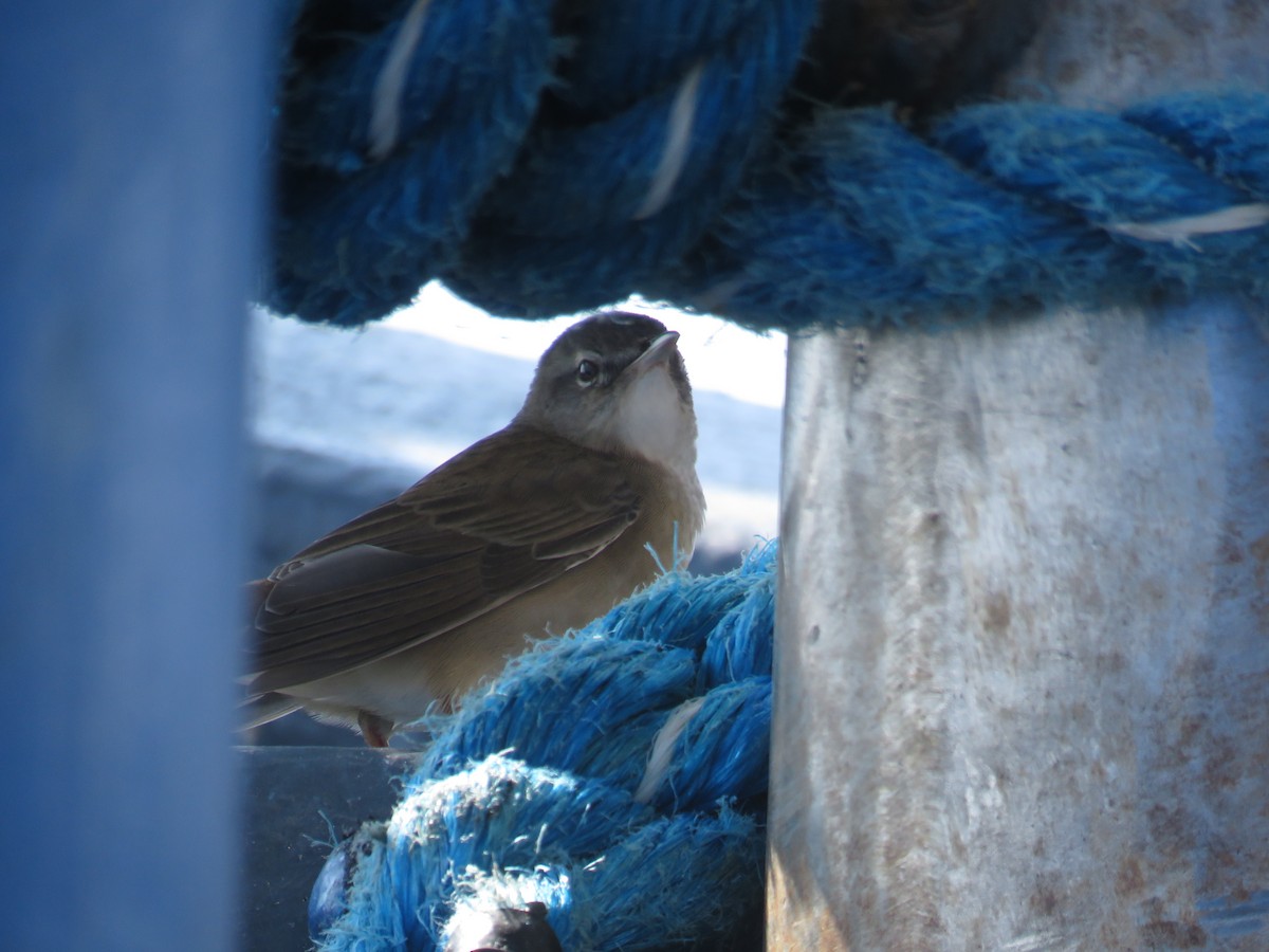 Миддендорфын шатан сүүлт - ML608669257