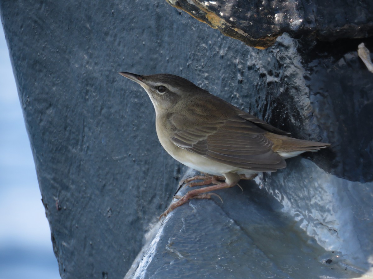 Миддендорфын шатан сүүлт - ML608669258