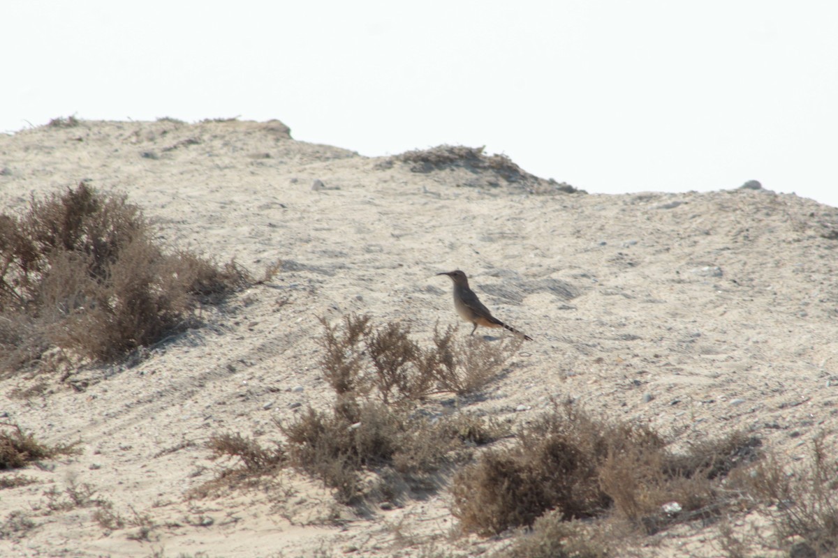 Пустынный пересмешник (arenicola) - ML608669272