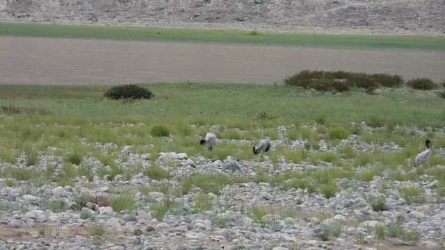 Black-necked Crane - ML608669279