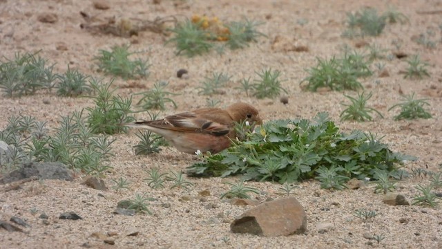 Mongolian Finch - ML608669280