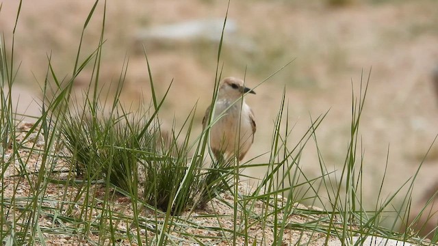 Ground Tit - ML608669300