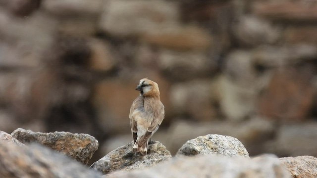 Blanford's Snowfinch - ML608669340