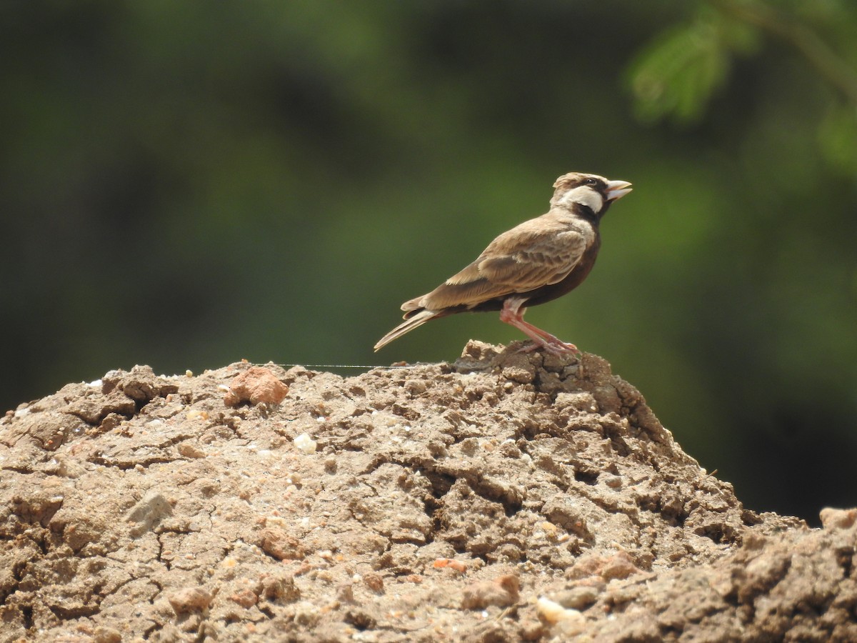 Ashy-crowned Sparrow-Lark - ML608669384