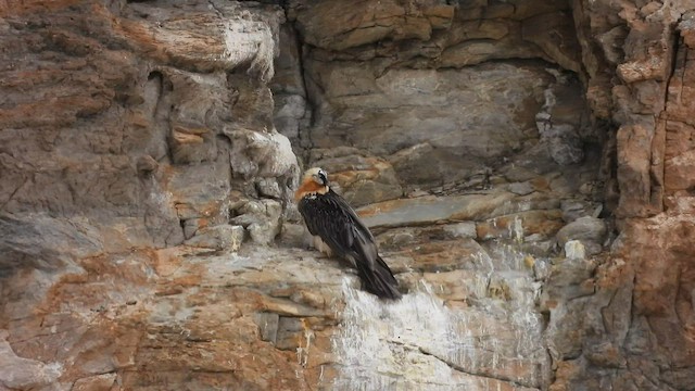 Bearded Vulture - ML608669387