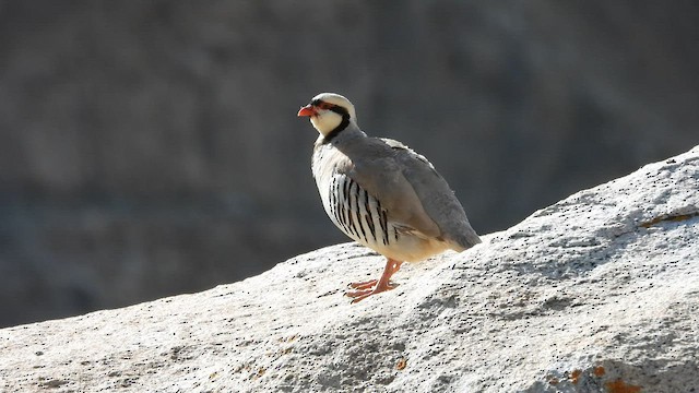 Chukar - ML608669404