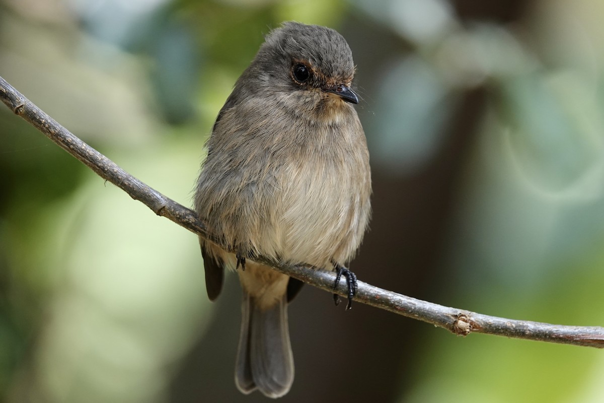 African Dusky Flycatcher - ML608669412