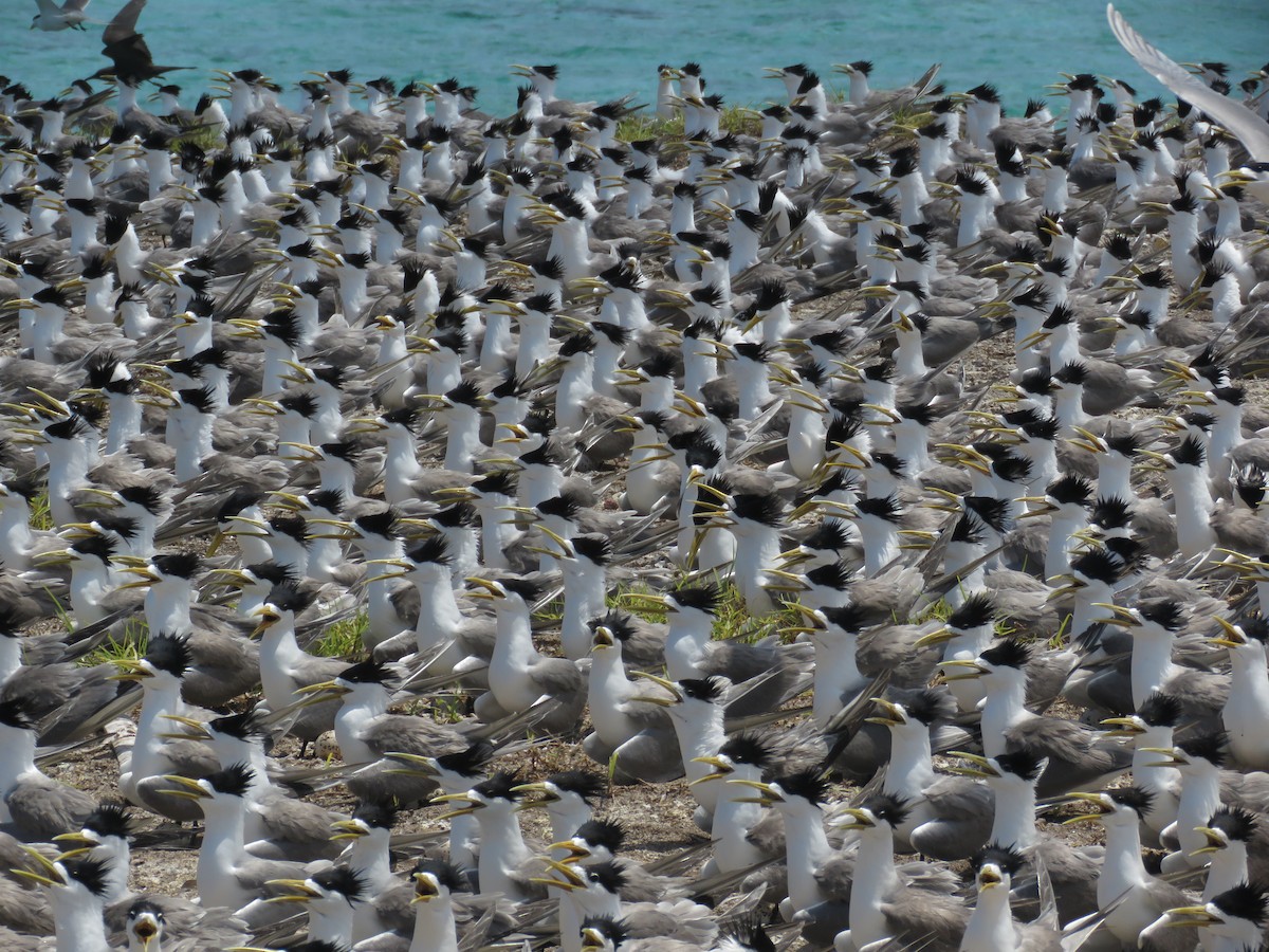 Great Crested Tern - ML608669416