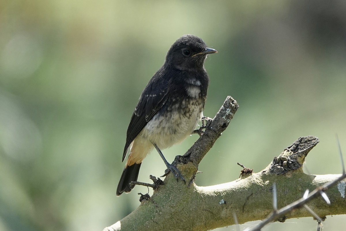 Abyssinian Wheatear - ML608669433