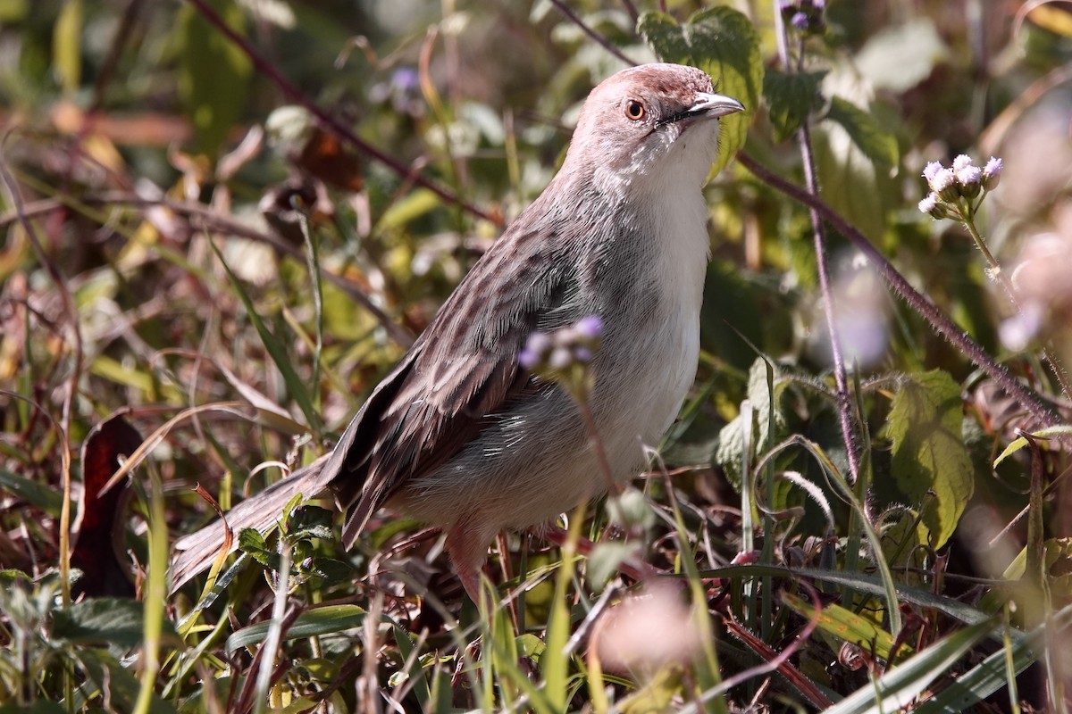 Rattling Cisticola - ML608669444