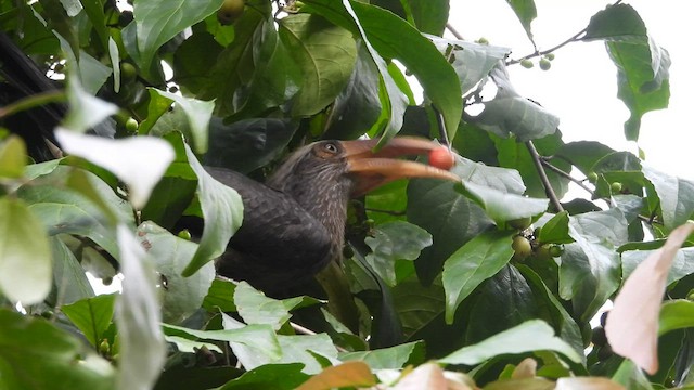 Malabar Gray Hornbill - ML608669474