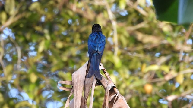 Bronzed Drongo - ML608669476