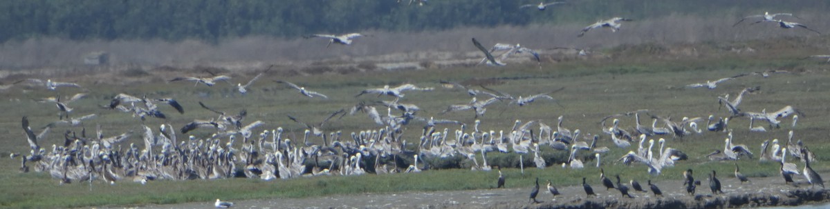 Brown Pelican - ML608669492