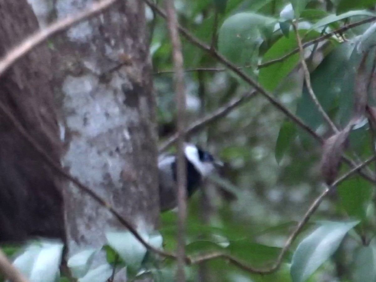 Pied Monarch - ML608669494